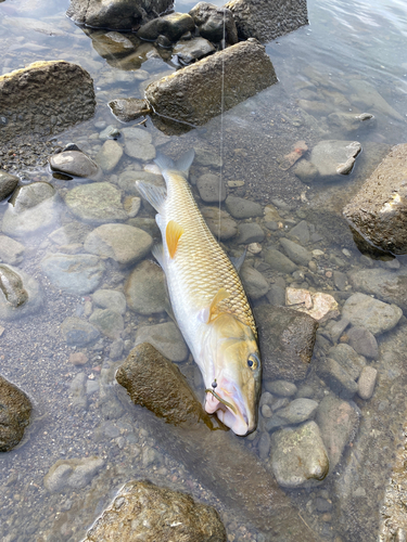 ニゴイの釣果