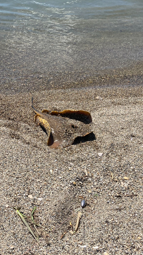 エイの釣果