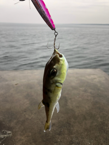 クロサバフグの釣果