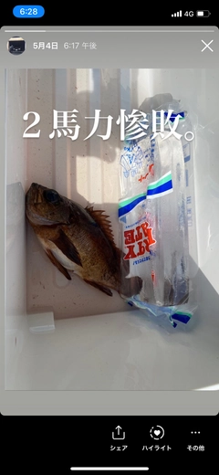 メバルの釣果