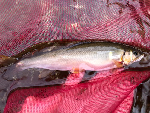 アユの釣果