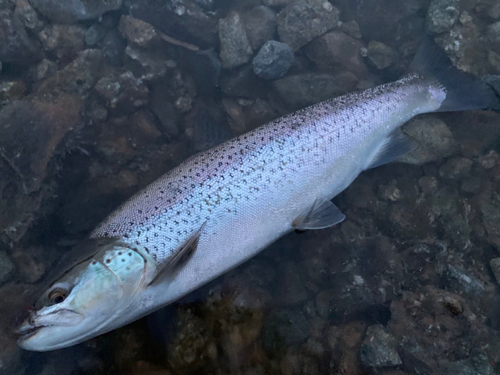 ブラウントラウトの釣果