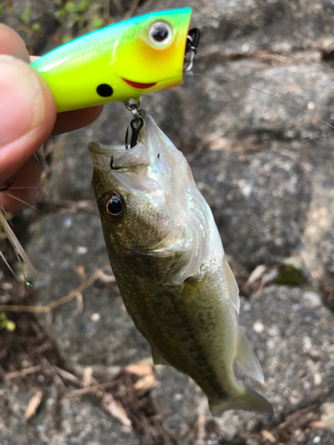 ブラックバスの釣果