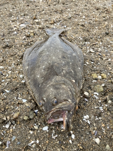 ヒラメの釣果