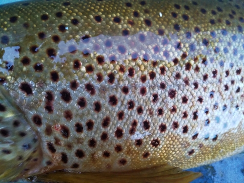 ブラウントラウトの釣果