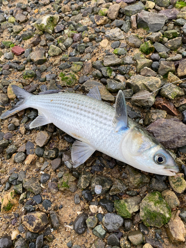 ボラの釣果