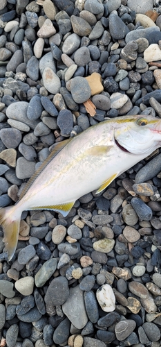 ショゴの釣果