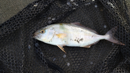 ショゴの釣果