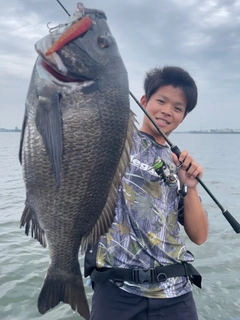 クロダイの釣果