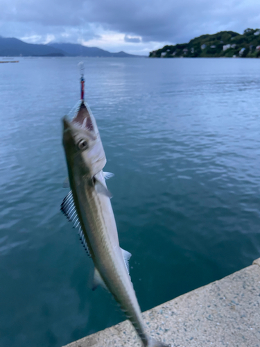 サゴシの釣果