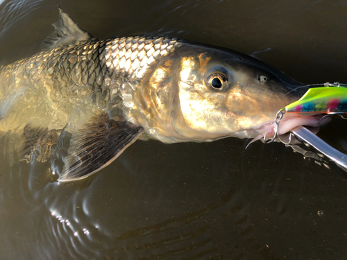 ニゴイの釣果