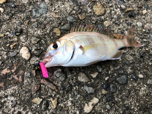 チャリコの釣果