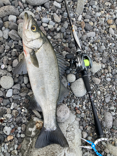 ヒラスズキの釣果