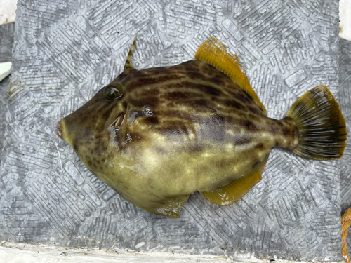 カワハギの釣果