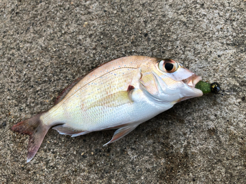 チャリコの釣果