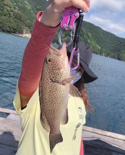 オオモンハタの釣果