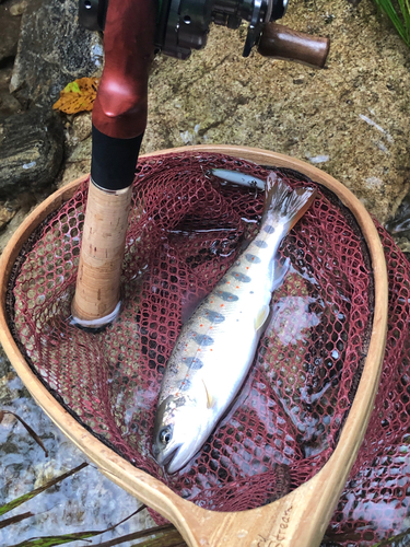 アマゴの釣果