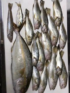 イシモチの釣果