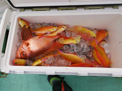 シキシマハナダイの釣果