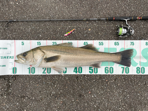 シーバスの釣果