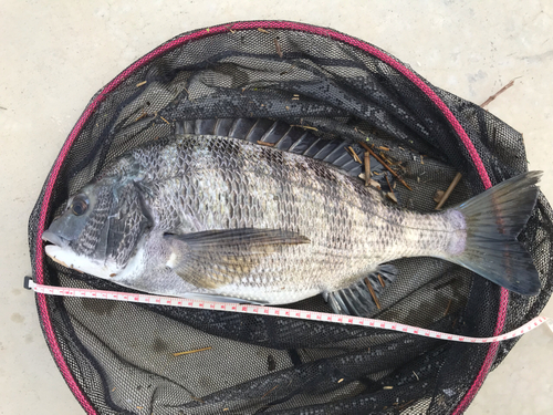 クロダイの釣果