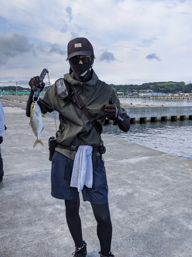 ショゴの釣果