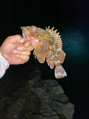 カサゴの釣果