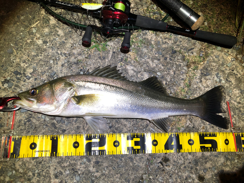 シーバスの釣果