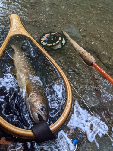 イワナの釣果