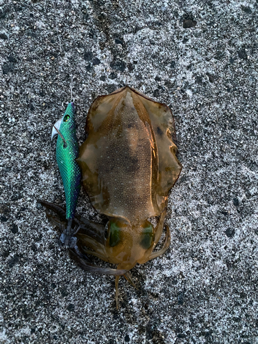 アオリイカの釣果