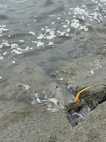 エイの釣果