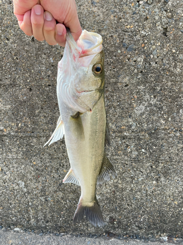 セイゴ（ヒラスズキ）の釣果