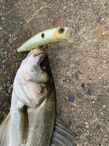 スズキの釣果