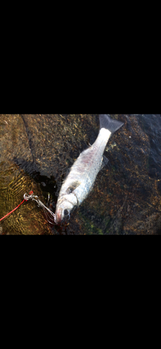 ヒラスズキの釣果