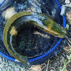 ライギョの釣果