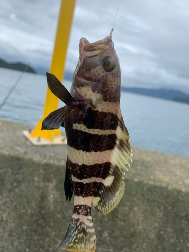 アオハタの釣果