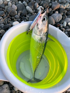 ソウダガツオの釣果