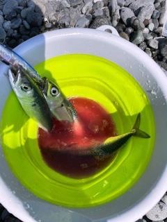 サバの釣果