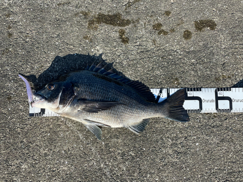 クロダイの釣果