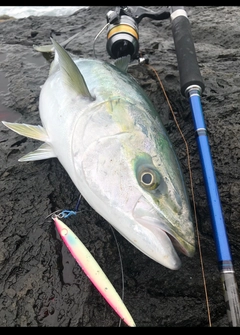 ワラサの釣果