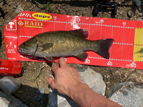 スモールマウスバスの釣果