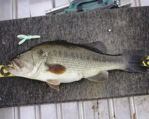 ブラックバスの釣果