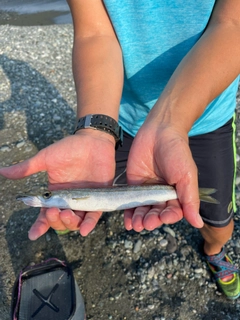 カマスの釣果