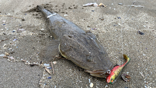 マゴチの釣果