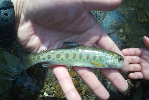 ヤマメの釣果