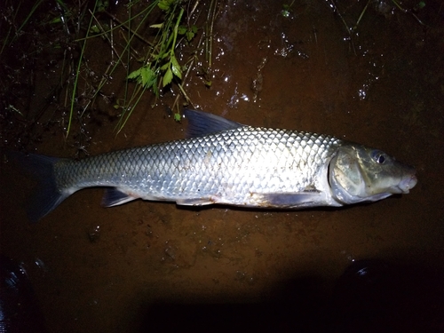 ニゴイの釣果