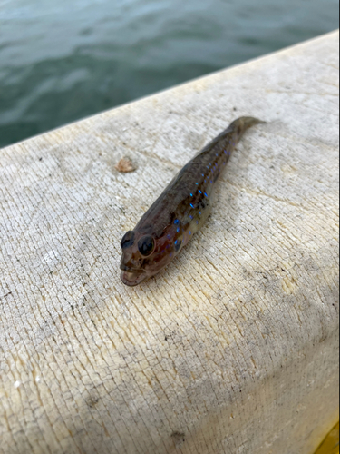 ハゼの釣果