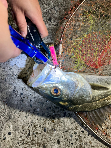 シーバスの釣果