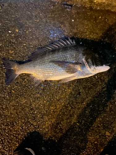 クロダイの釣果