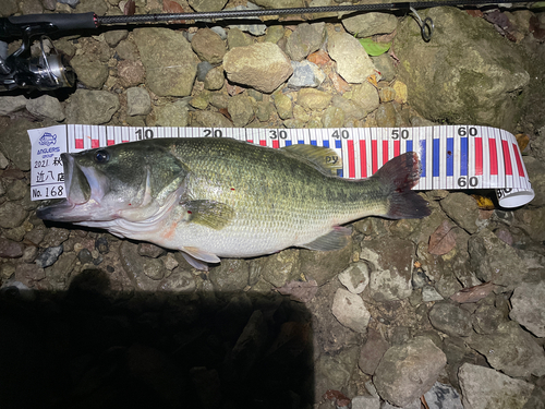 ブラックバスの釣果